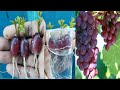 Simple method propagate grape tree with water, growing grape tree at home