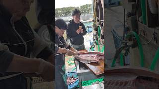 巨大ヒラメのエンガワが凄い #seafood #漁師 #ヒラメ