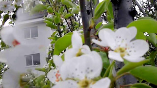 Helene Fischer, Lass mich in dein Leben