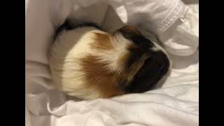 Guinea Pig Rodents Videos