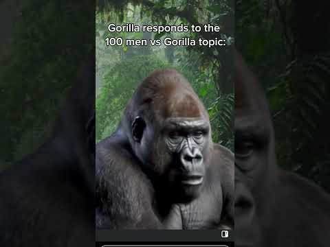 gorilla vs 100 men (now he's doing math)