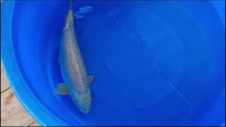 video van Ginrin Mukashi Ogon 2311036