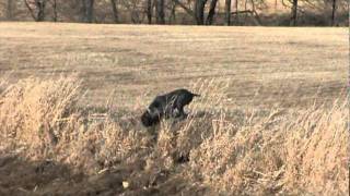 Fonso, Deutsch Drahthaar