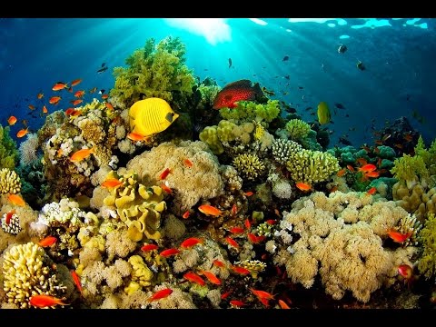 Indonesia Best Diving Destinations in the World