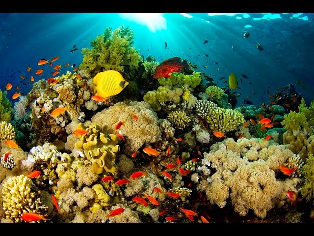 Indonesia Best Diving Destinations in the World