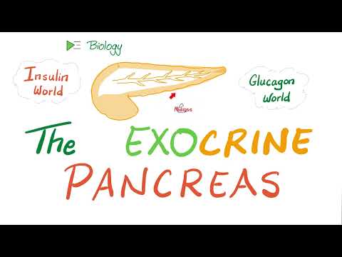 The Exocrine Pancreas (Enzymes) - Digestive System Physiology