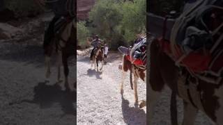 Hiking down to Havasu Falls,  watch out for the horse train