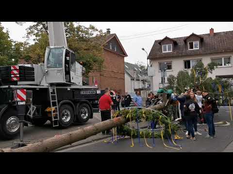 Kerbeburschen F-Sossenheim stellen ihren Kerbebaum auf