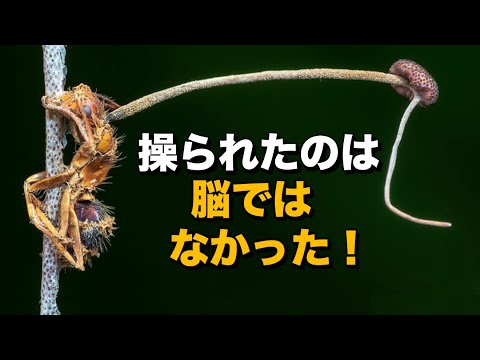 寄生虫に感染したアリは長生きする