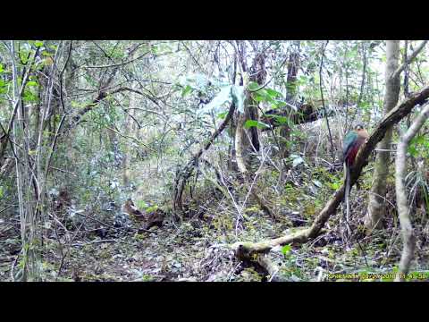 Narina Trogon female - Giba Gorge Environmental Precinct