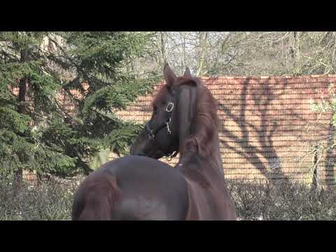 "Füchtels Floriscount OLD", v. Florencio I x Donnerhall, geb. 2005