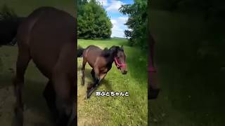動物たちと余裕で意思疎通できる農家