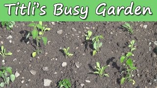 Planting Annuals - Titli's Busy Garden 2015 Episode 10