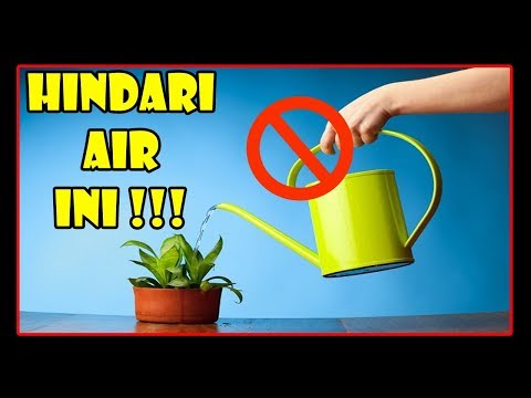 , title : '# TIS # WARNING!!!Jenis Air Sobat& Air Musuh Tanaman | Good & Bad Water for Plants'