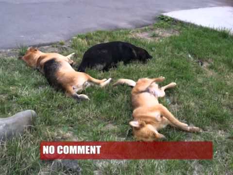 NO COMMENT CAINI DORMIND