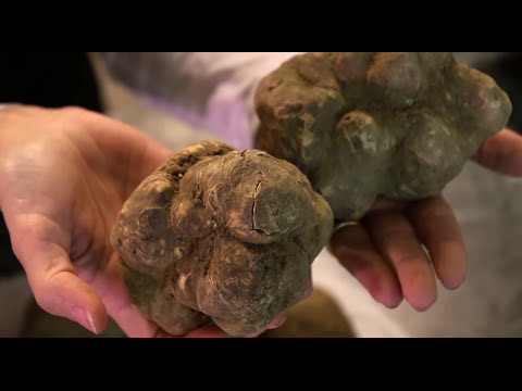 download lagu mp3 mp4 Italian Truffles For Sale, download lagu Italian Truffles For Sale gratis, unduh video klip Italian Truffles For Sale