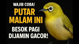 Download lagu Paling Dicari! Masteran Pleci Malam Hari Full Auto Ngriwik! mp3