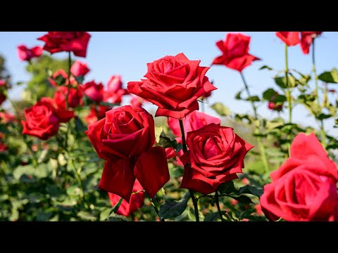 情熱の薔薇 - THE BLUE HEARTS（フル） Video