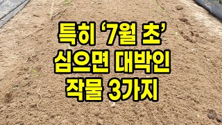 특히 7월 초 심으면 대박인 작물 3가지