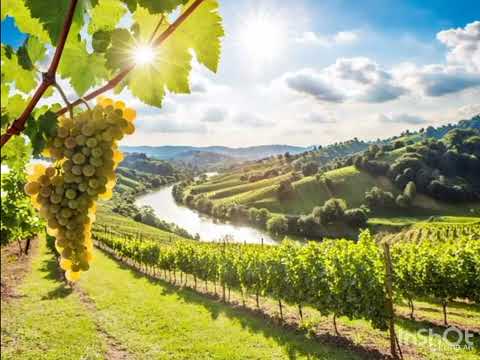 hungry fox and grapes