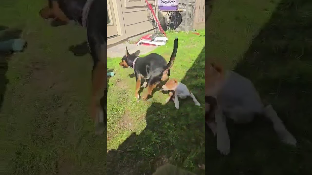 Bixby, an adopted mixed breed in Boulder, CO video 2/6