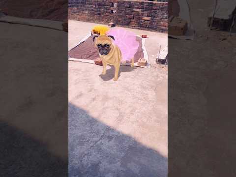 Very nice dog dancing 🐕🐕🐾🐾🩰🐕🤣#dog #funny #shortvideo
