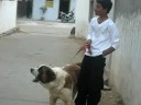 saint bernard india