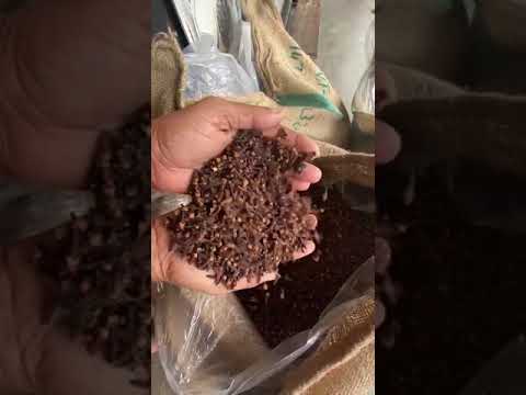 Brown whole kerala idukki dried clove