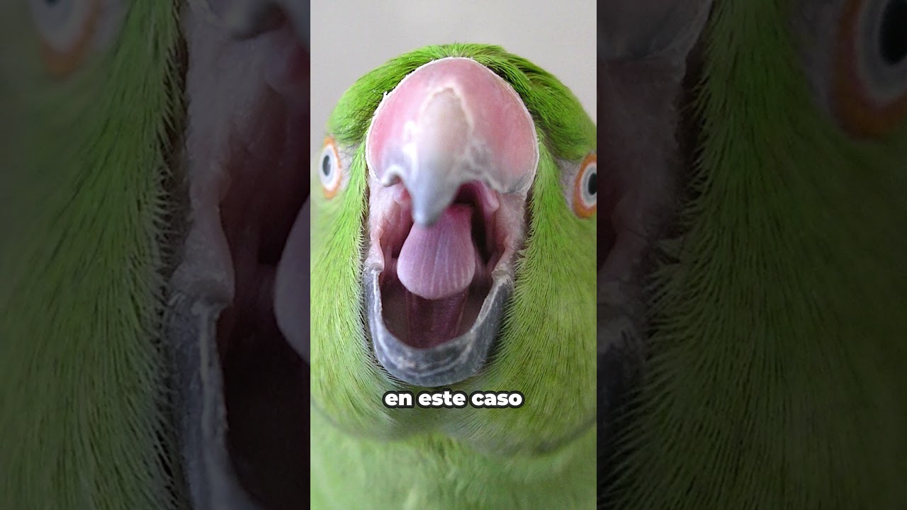 ¿Por qué los loros pueden hablar?