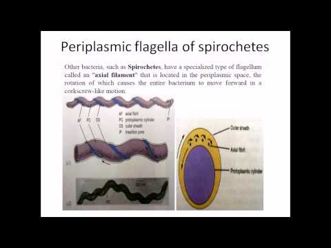 paraziták flagella)