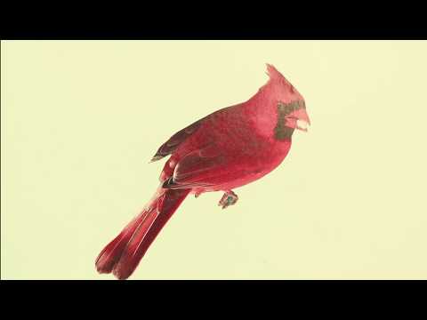 The Light of the Sky Reflects off the Wings of a Blue Jay