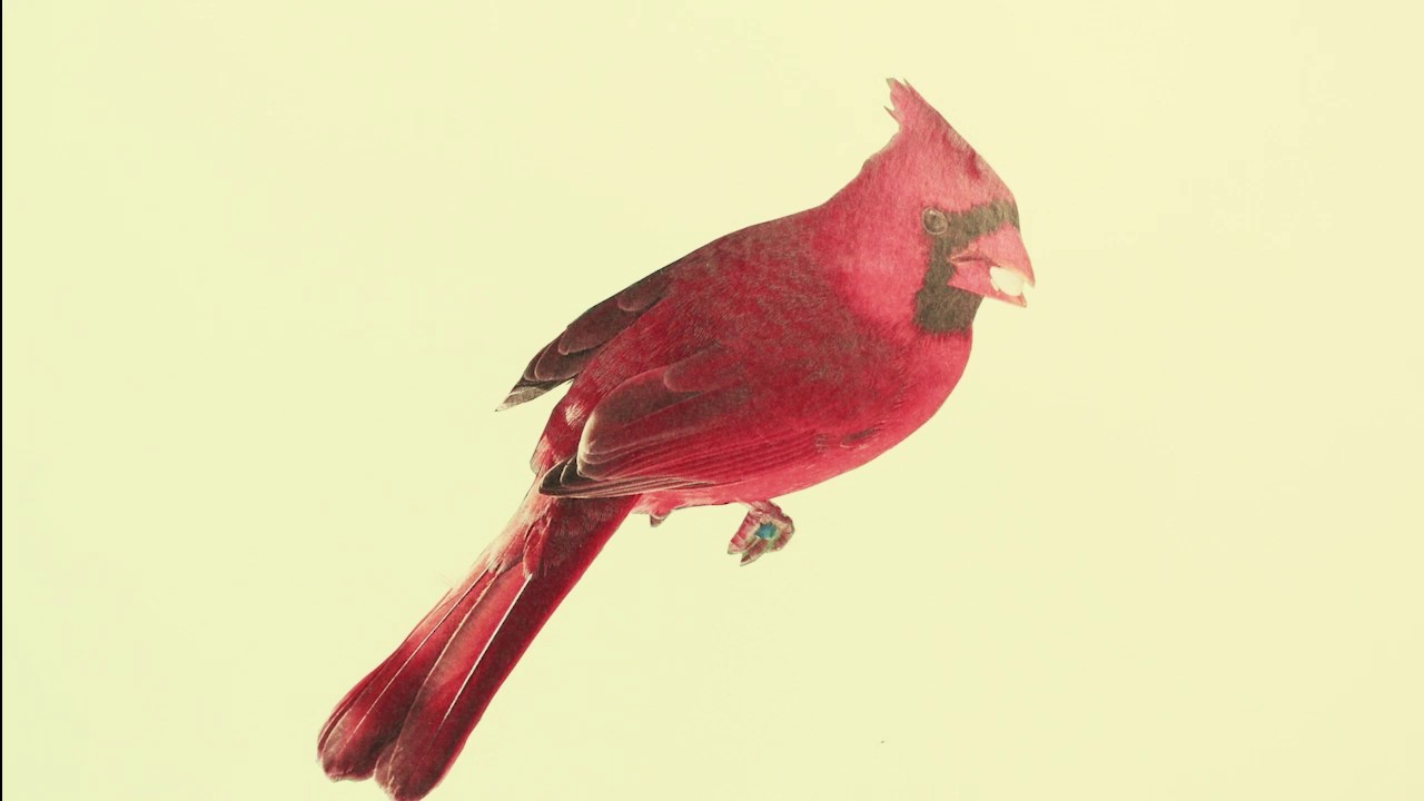 The Light of the Sky Reflects on the Wings of a Blue Jay