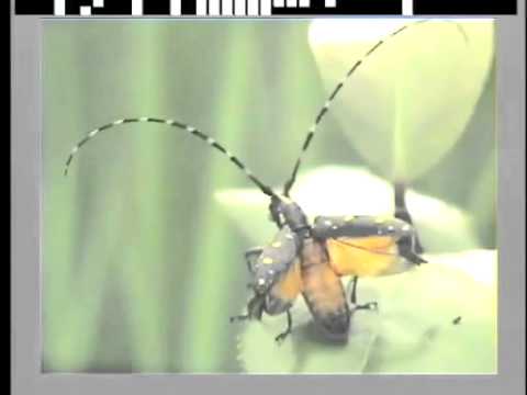 キボシカミキリの飛翔