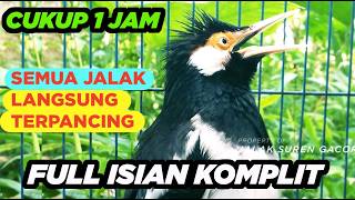 Download lagu Burung Jalak Suren Isian Mewah Gacor Full Isian Tembakan Cililin Suara Unik mantap mp3 Download lagu Burung Jalak Suren Isian Mewah Gacor Full Isian Tembakan Cililin Suara Unik mantap mp3