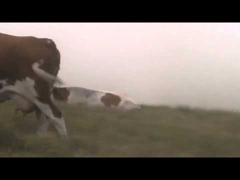 zaplanje taskovici podsecanje na detinjstvo na staroj planini