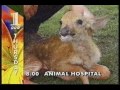 BBC1 Continuity 18th June 1996