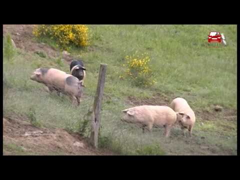 Un Sindaco a bordo - Reportage da Pratovecchio Stia