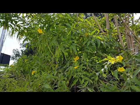 download lagu mp3 mp4 Nerium Yellow, download lagu Nerium Yellow gratis, unduh video klip Nerium Yellow