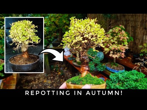 REPOTTING BONSAI IN AUTUMN : CORK BARK CHINESE ELM