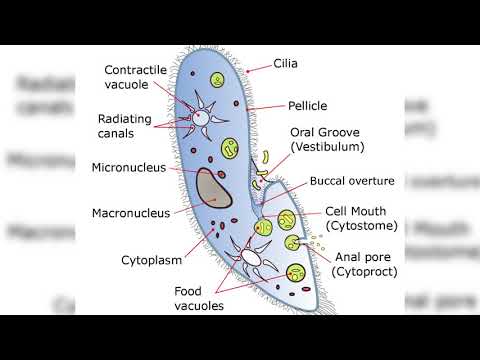 Archaeal Richmond Mine acidophilic nanoorganisms were first discovered in an extremely acidic mine
