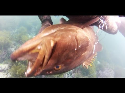 [魚突き]　クエ　116cm　22kg　[spearfishing]