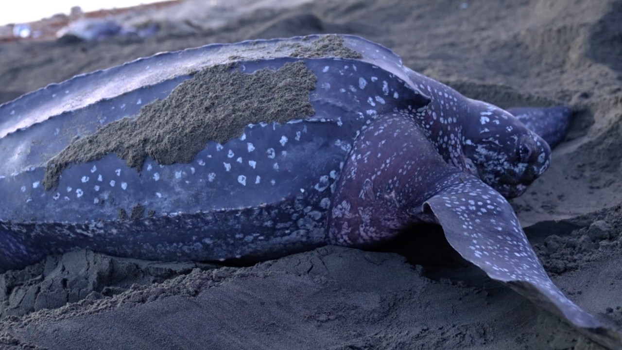 ASÍ SE CUIDA A LA TORTUGA MÁS GRANDE DEL MUNDO EN COLOMBIA