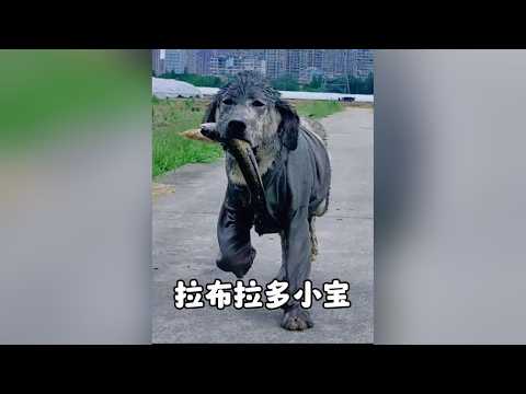 全村公敵！拉布拉多「小寶」化身順手牽羊大師，整天偷雞摸鴨慘遭追趕 #拉布拉多小寶 #狗狗 #萌寵 #拉布拉多 #搞笑寵物