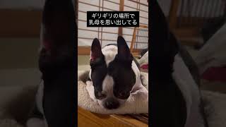 ふみふみして乳母を思い出すおじさん犬 #ボストンテリア