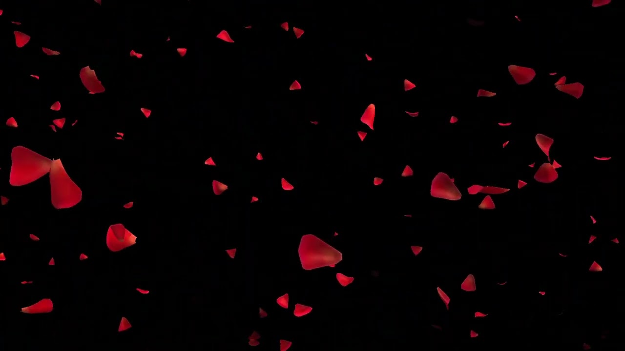Roses Petals Video Background