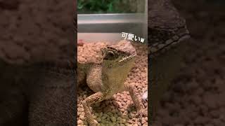 爬虫類好きの為の動画(親バカ)🦎#爬虫類 #可愛い