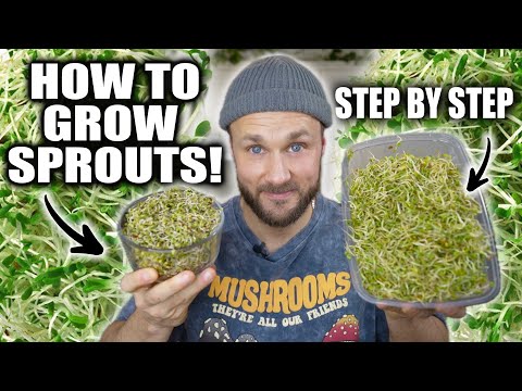 How To Grow Sprouts & Why They Are AMAZING! 🌱