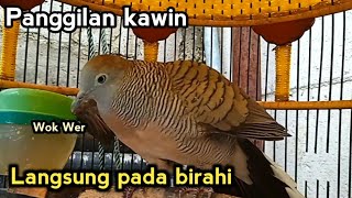 Download lagu Perkutut lokal minta kawin memancing birahi semua jenis perkutut mp3