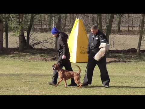 Abteilung C der IPO1 Prüfung von Hexe!