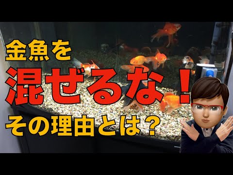 IUCN分類における絶滅の危険性を示す図。